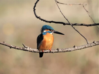 カワセミ 水元公園 2021年12月27日(月)