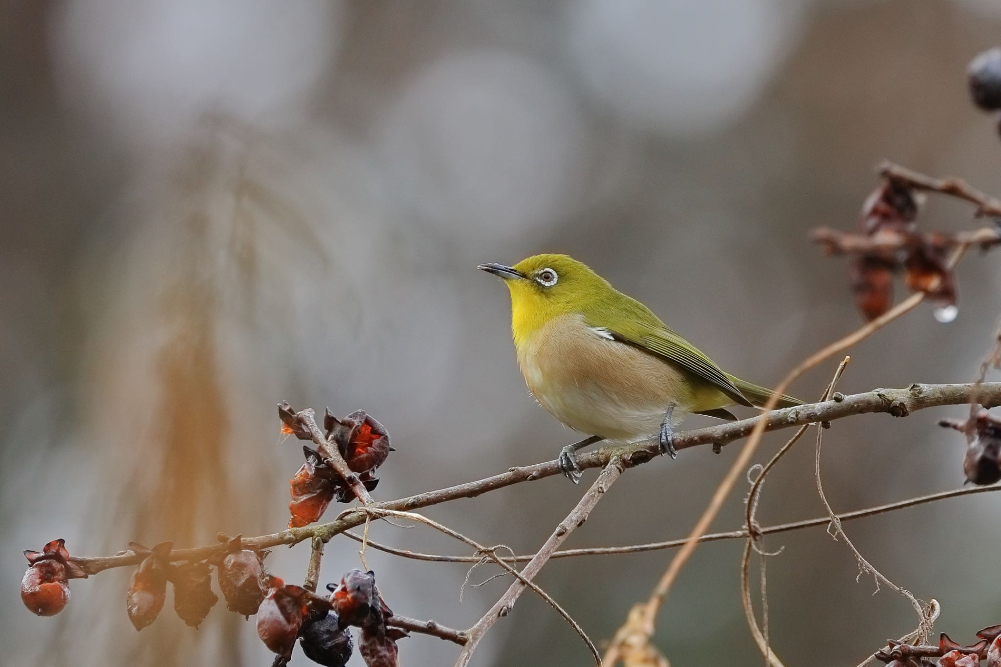 Photo of Warbling White-eye at 名古屋平和公園 by Yoshitaka Ito