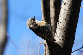 コゲラ 赤羽自然観察公園 2021年12月27日(月)