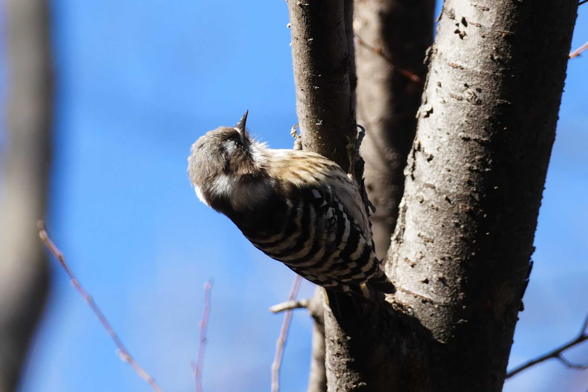 Japanese Pygmy Woodpecker