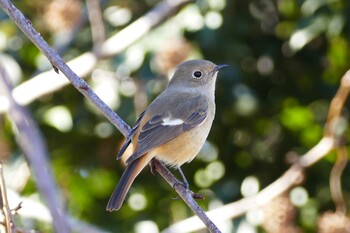 Daurian Redstart 赤羽自然観察公園 Mon, 12/27/2021