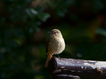 2021年12月26日(日) 明石市の野鳥観察記録