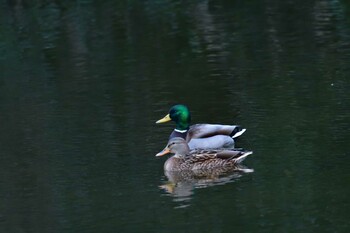 2021年12月26日(日) 長浜公園の野鳥観察記録