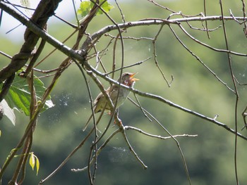 Japanese Bush Warbler 横浜自然観察の森 Sat, 6/3/2017