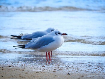 ユリカモメ 香櫨園浜 2021年12月19日(日)