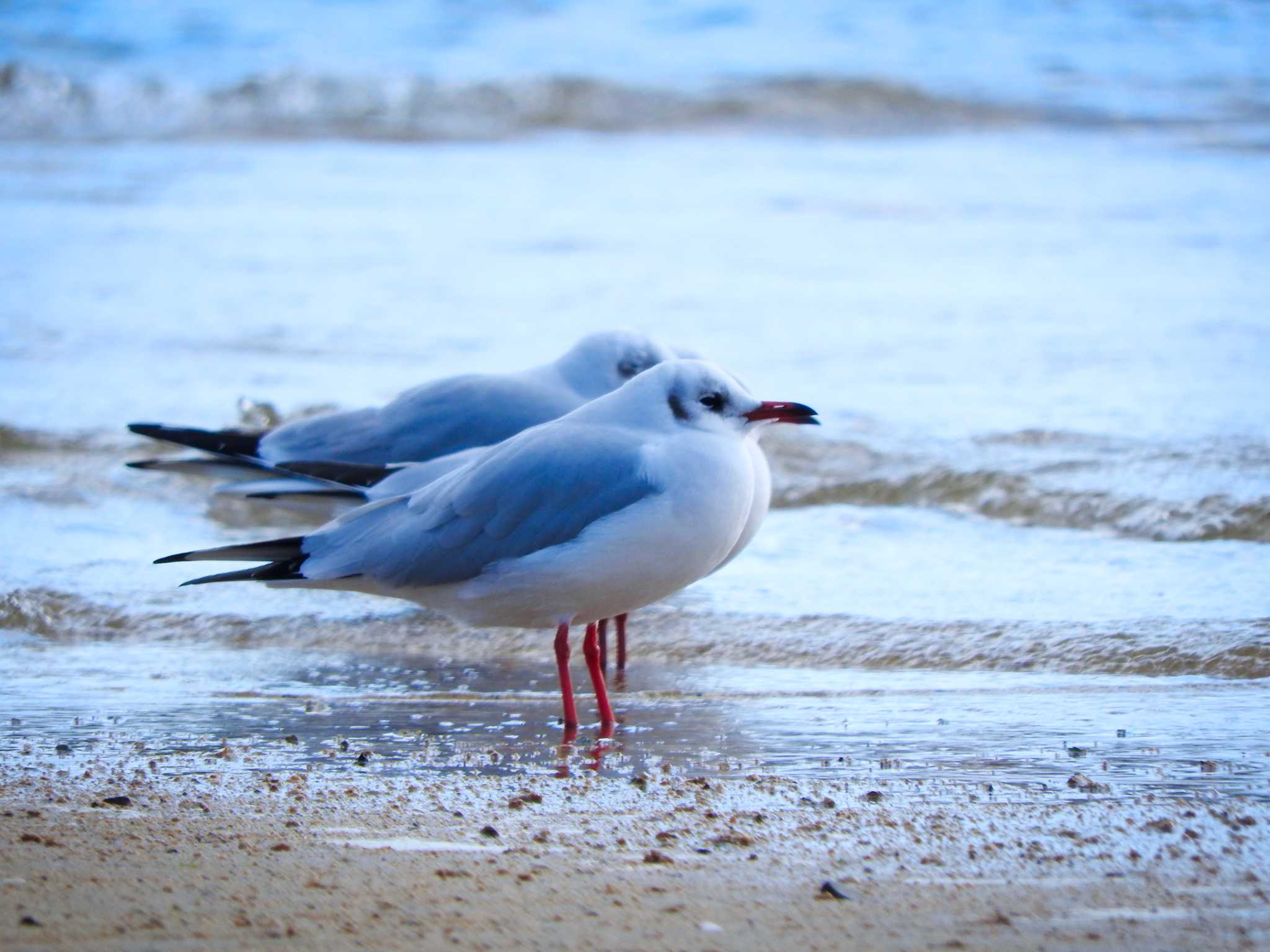 Black-headed Gull