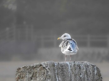 2021年12月21日(火) 甲子園浜(兵庫県西宮市)の野鳥観察記録