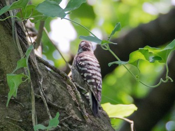 Japanese Pygmy Woodpecker 横浜自然観察の森 Sat, 6/3/2017