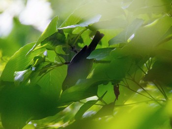 Warbling White-eye 横浜自然観察の森 Sat, 6/3/2017