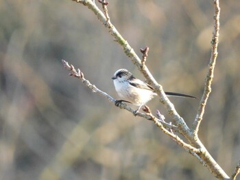 Sat, 12/25/2021 Birding report at 21世紀の森と広場(千葉県松戸市)