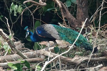 Indian Peafowl 黒島(八重山郡) Sat, 10/30/2021