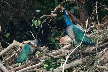 Indian Peafowl 黒島(八重山郡) Sat, 10/30/2021