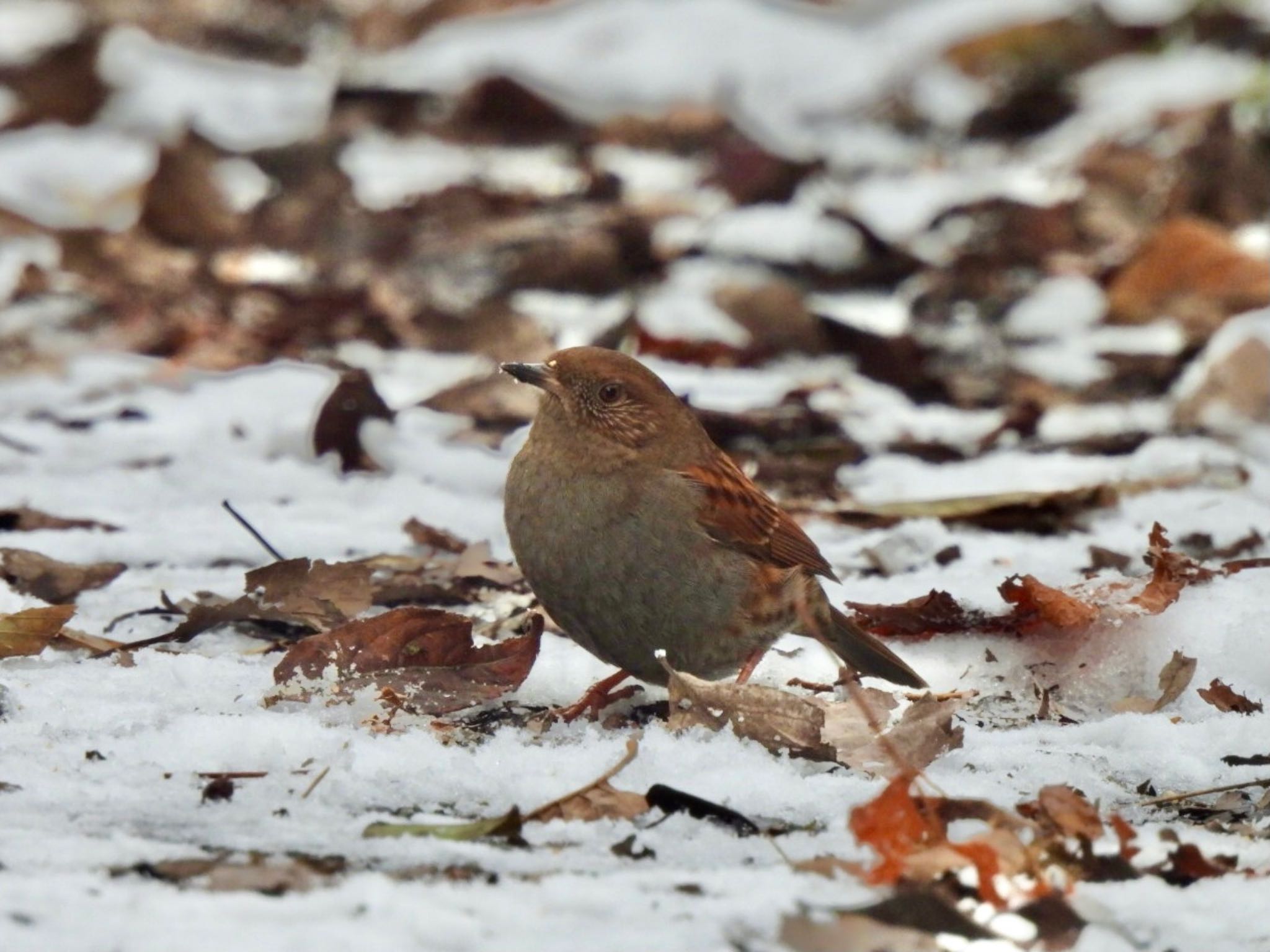 Japanese Accentor