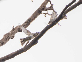 Grey-streaked Flycatcher Koishikawa Botanical Garden(University of Tokyo) Sun, 9/26/2021