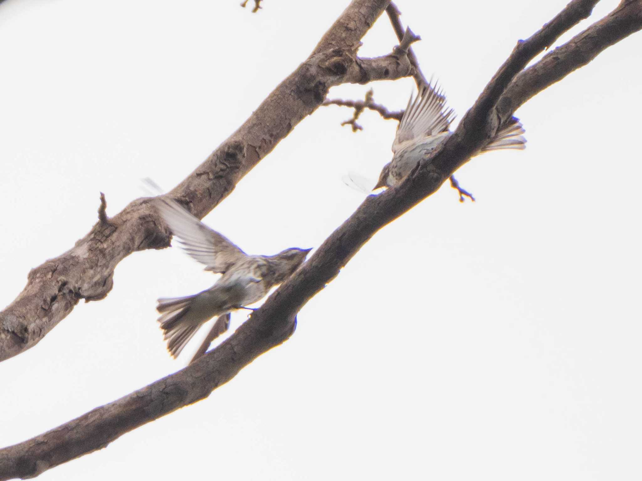 Grey-streaked Flycatcher