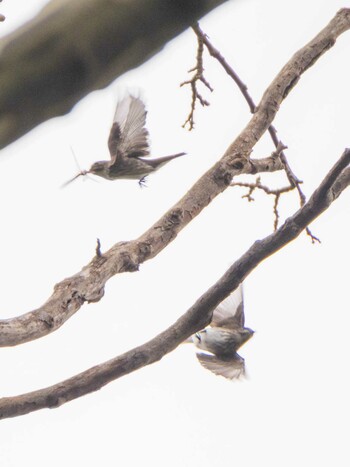 Grey-streaked Flycatcher Koishikawa Botanical Garden(University of Tokyo) Sun, 9/26/2021