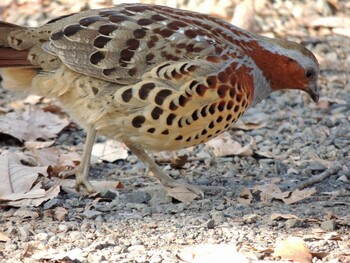 2021年12月27日(月) 小宮公園(八王子)の野鳥観察記録