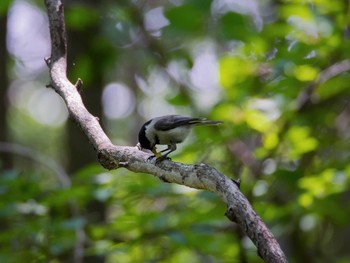 2017年6月10日(土) 軽井沢野鳥の森の野鳥観察記録