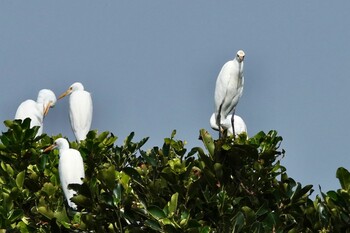 Eastern Cattle Egret 黒島(八重山郡) Sat, 10/30/2021