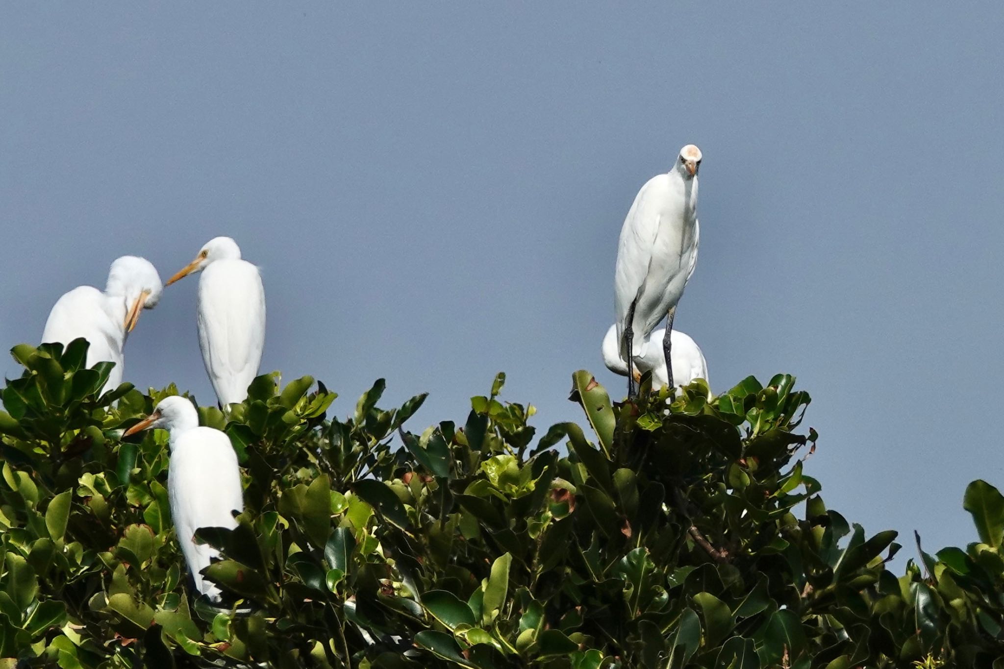 Photo of Eastern Cattle Egret at 黒島(八重山郡) by のどか