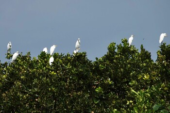 アマサギ 黒島(八重山郡) 2021年10月30日(土)