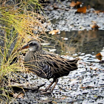 2021年12月27日(月) 平城宮跡の野鳥観察記録