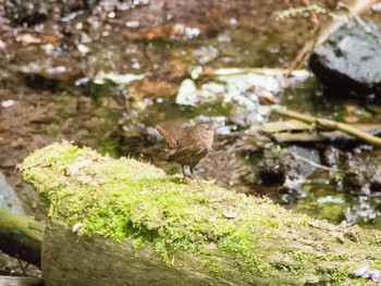 Eurasian Wren Karuizawa wild bird forest Sat, 6/10/2017