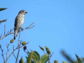 Grey-streaked Flycatcher 赤城山 Tue, 9/21/2021