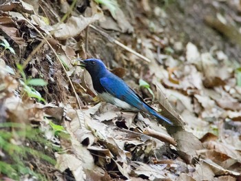 Blue-and-white Flycatcher Karuizawa wild bird forest Sat, 6/10/2017