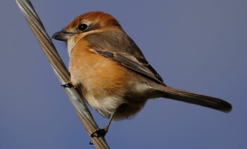 Mon, 12/27/2021 Birding report at 恩智川治水緑地