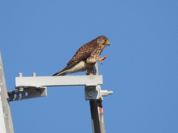 チョウゲンボウ 境川 2017年6月17日(土)