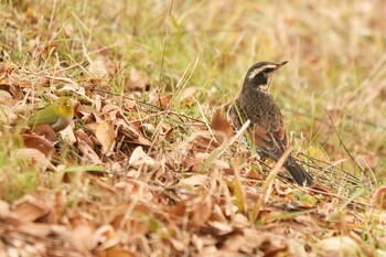 2021年12月27日(月) 三ツ池公園(横浜市鶴見区)の野鳥観察記録