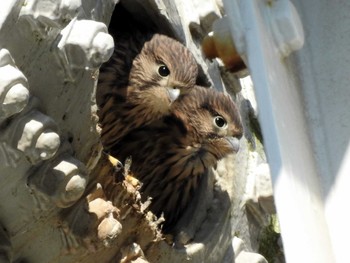 Common Kestrel 境川 Sat, 6/17/2017