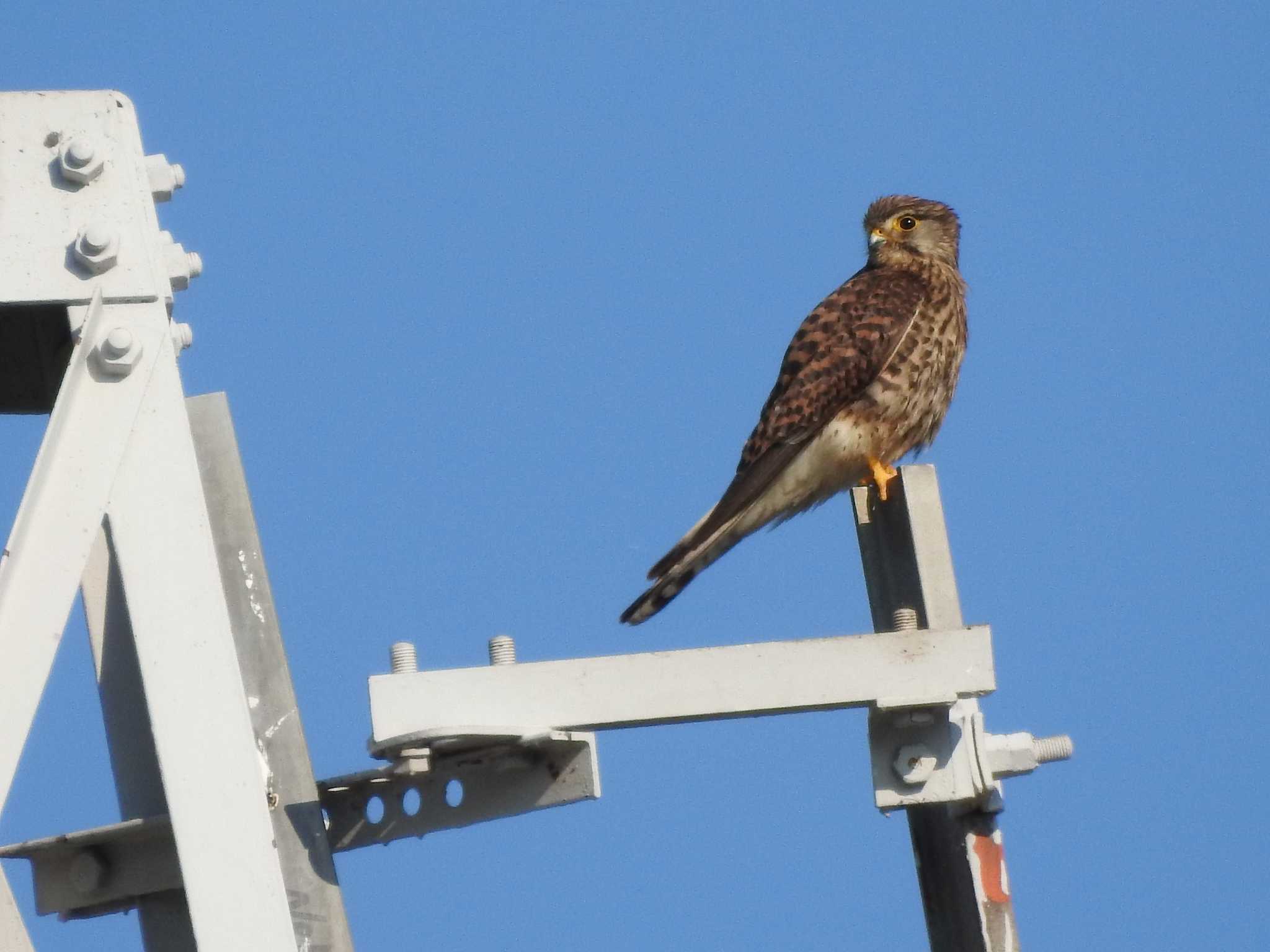 Photo of Common Kestrel at 境川 by 結城