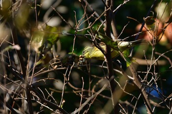 2021年12月28日(火) 長浜公園の野鳥観察記録