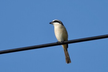 Brown Shrike(lucionensis) 黒島(八重山郡) Sat, 10/30/2021