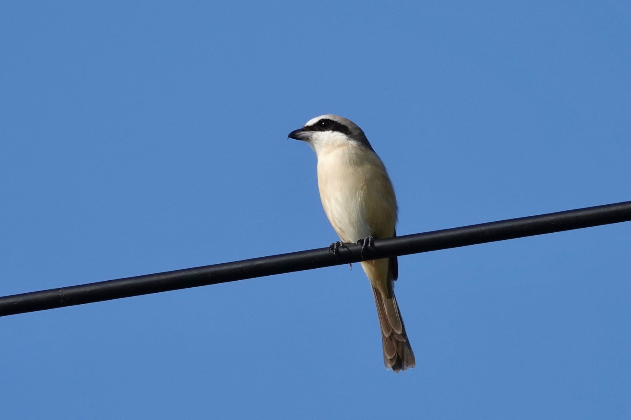 Brown Shrike(lucionensis)