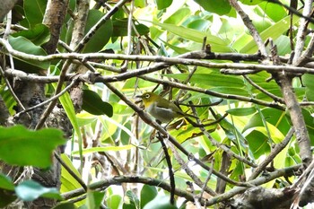 Japanese White-eye(loochooensis) 黒島(八重山郡) Sat, 10/30/2021