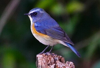 2021年12月28日(火) 千里南公園の野鳥観察記録