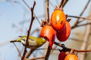 Warbling White-eye 奈良市水上池 Tue, 12/28/2021