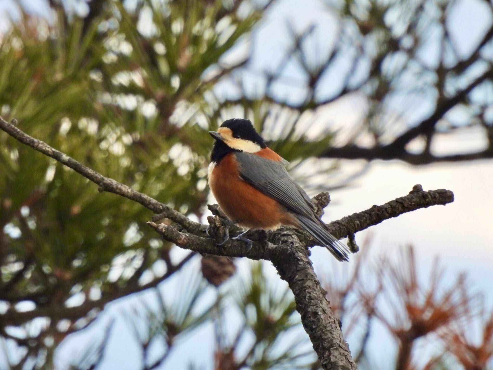 Varied Tit