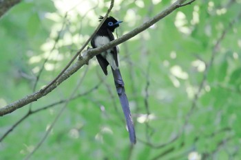 Black Paradise Flycatcher 氷取沢市民の森 Sat, 6/17/2017