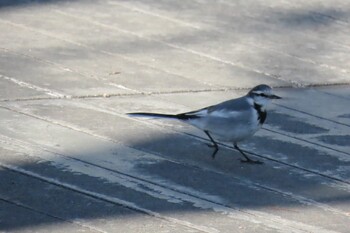 White Wagtail 横浜ポートサイド パーク Tue, 12/28/2021