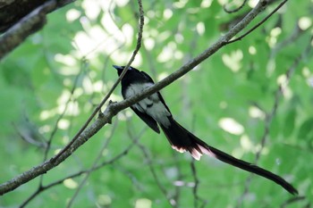 Black Paradise Flycatcher 氷取沢市民の森 Sat, 6/17/2017