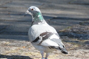 Rock Dove 横浜ポートサイド パーク Tue, 12/28/2021