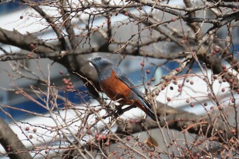 Blue Rock Thrush 横浜ポートサイド パーク Tue, 12/28/2021