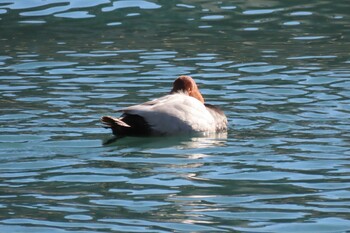 Common Pochard 横浜ポートサイド パーク Tue, 12/28/2021