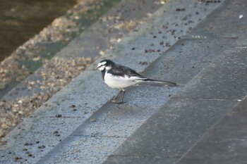 White Wagtail 山下公園 Tue, 12/28/2021