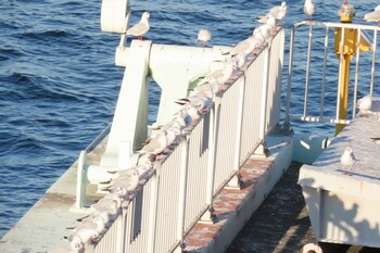 Black-headed Gull 山下公園 Tue, 12/28/2021