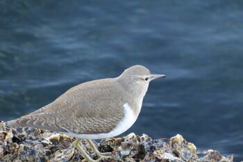 Common Sandpiper 山下公園 Tue, 12/28/2021